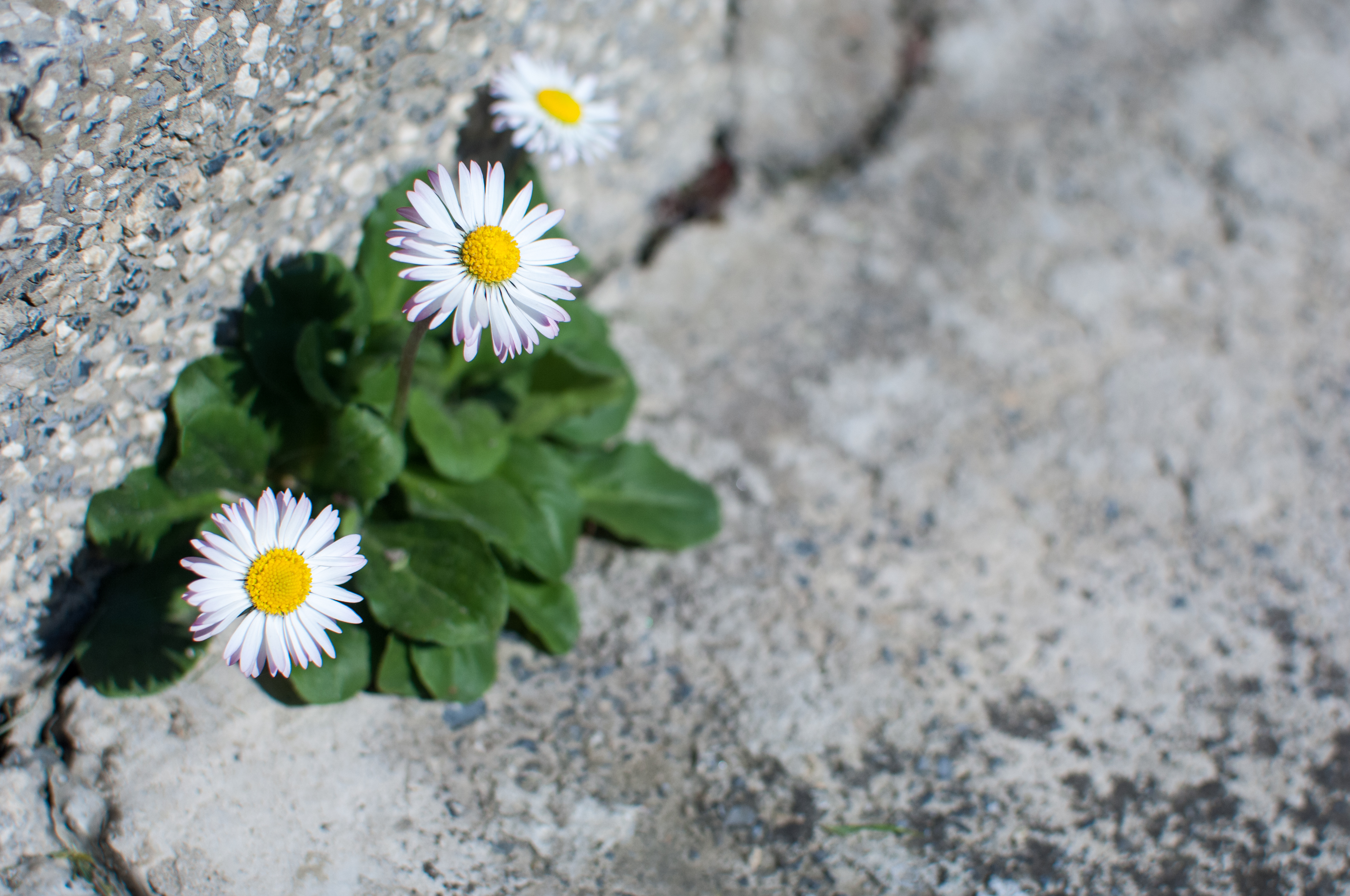 Flowers represent resilience after trauma. This reflects aspects of trauma therapy in Encinitas, CA. We also offer online therapy for women in California. And, we provide child therapy in San Diego, CA.